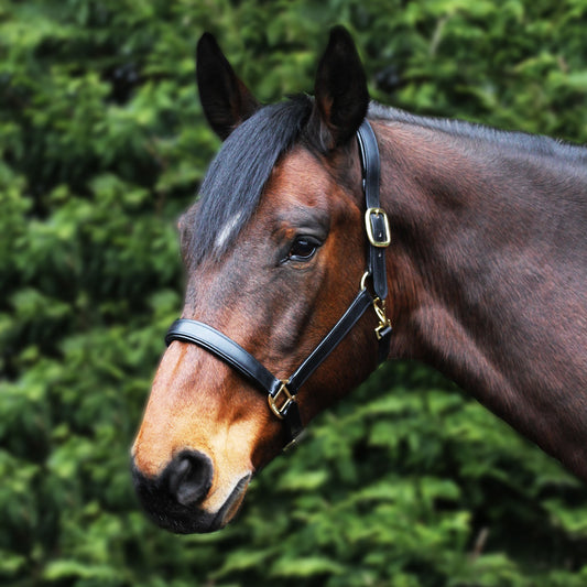 Leather Padded Headcollar