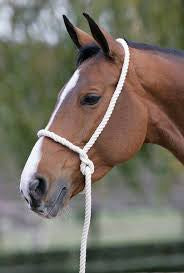 Traditional Rope Showing Halter