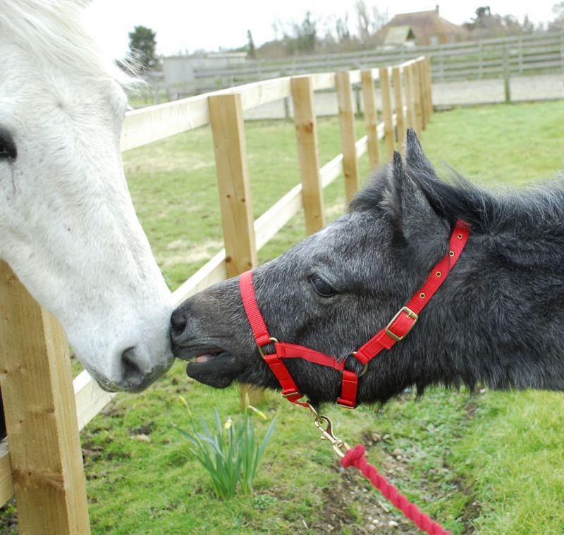 Foal Headcollars