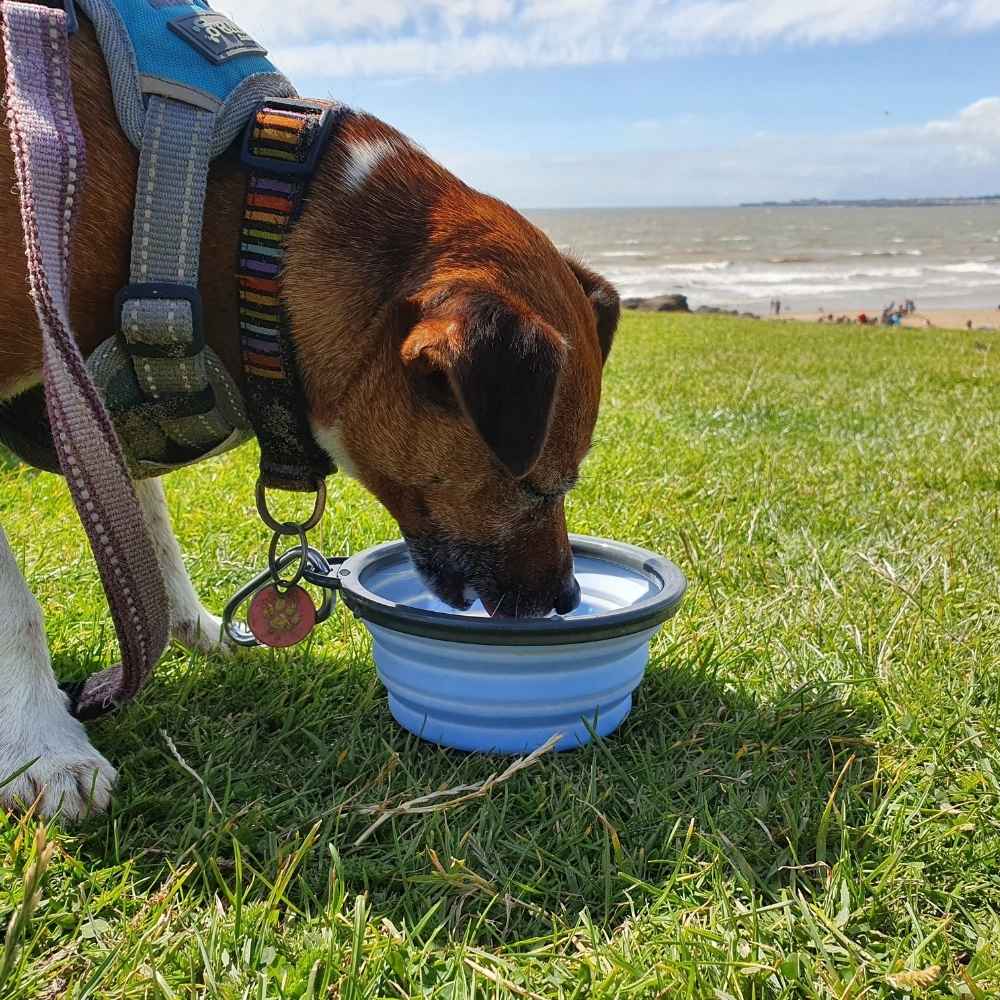 Henry Wag Travel Bowl